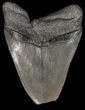 Bargain Megalodon Tooth - South Carolina #39933-2